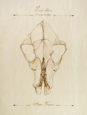 Coyote Skull (Anterior Cranium) (2)